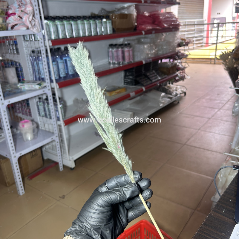 25cm-40cm Thyme Small Pampas Grass